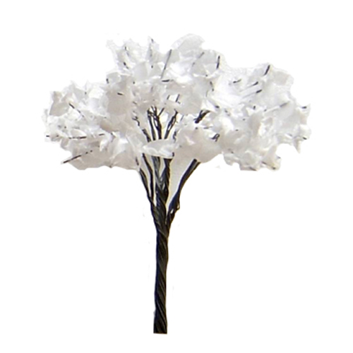 모형나무 - 하얀나무